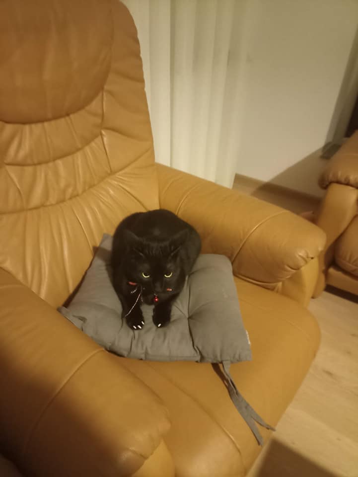 Capace unghii pisici - Alb Simplu - imagine 7