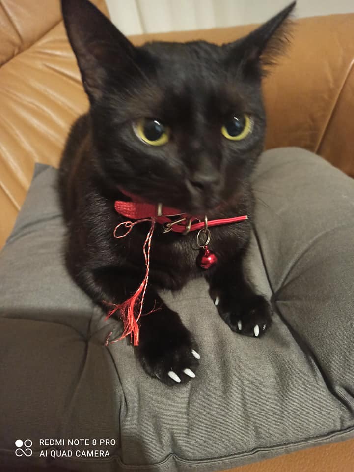 capace-pentru-unghii-de-pisici-alb-simplu