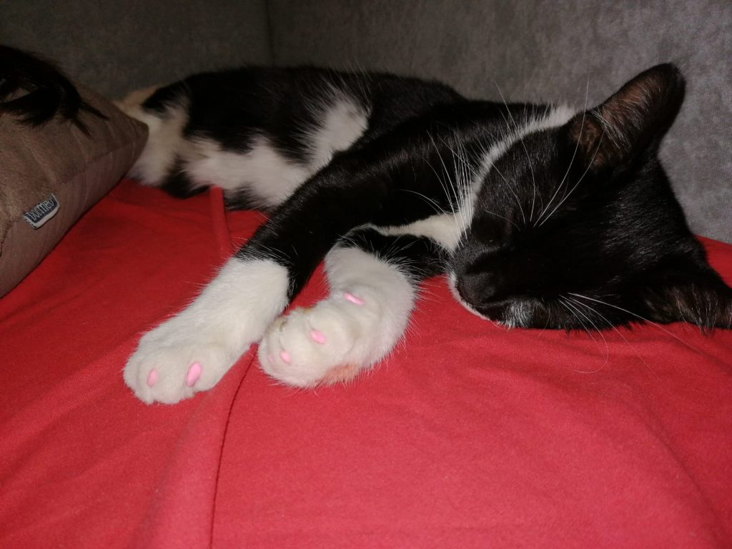 suporturi gheare pisica